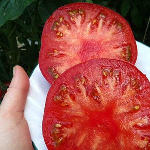 Solanum lycopersicum 'Fidelio' - Harilik tomat 'Fidelio' P9/0,55L